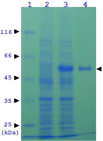 Electrophoretic analysis of the purified β-glucosidase. Separation was performed on a 12.5% (W/V) SDS-polyacrylamide gel.