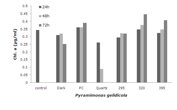 Pyramimonas gelidicola의 시간과 빛 조건에 따른 Chl a 농도 변화