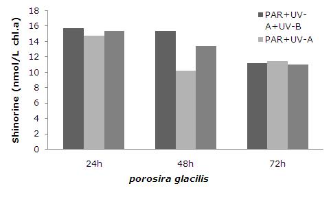 Porosira glacialis의 시간과 빛 조건에 따른 Shinorine의 농도변화
