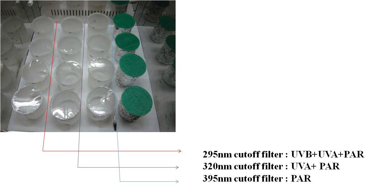 UV cutoff-filter를 이용한 실내 배양 사진