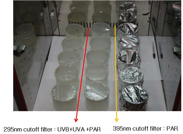 UV cutoff-filter를 이용한 2차 실내 배양 사진