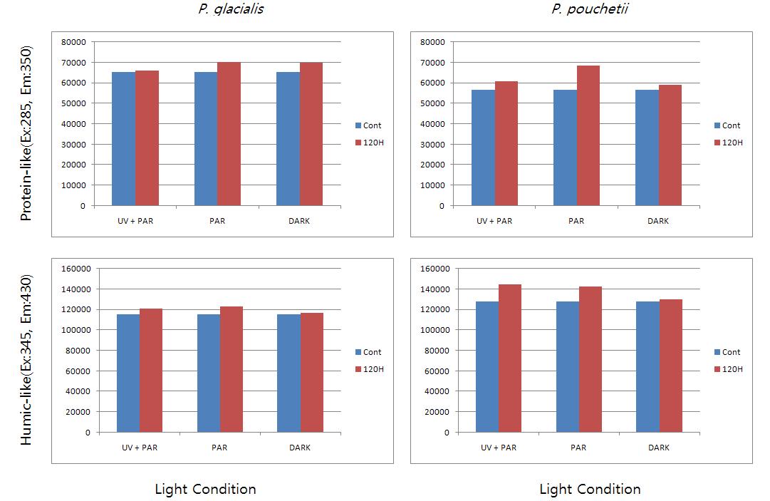 각 식물플랑크톤의 배양액 중 빛 조건에 따른 protein-like (위)와 humic-like (아래)의 초기와 120시간 후 형광 세기 비교