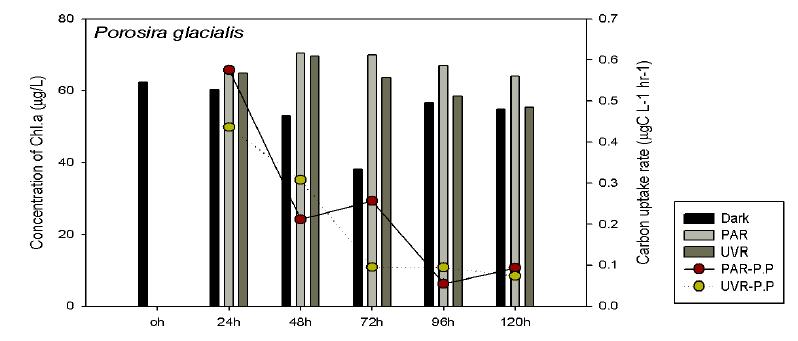 Porosira glacialis의 carbon uptake rate (ugC/L/hr) 와 Chl a농도