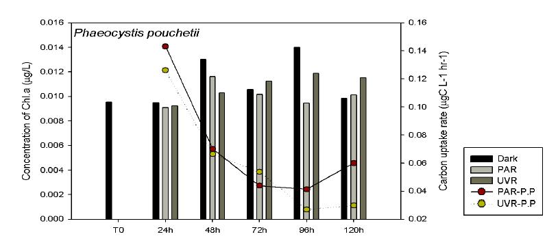 Phaeocystis pouchetii 의 carbon uptake rate 및 Chl a농도