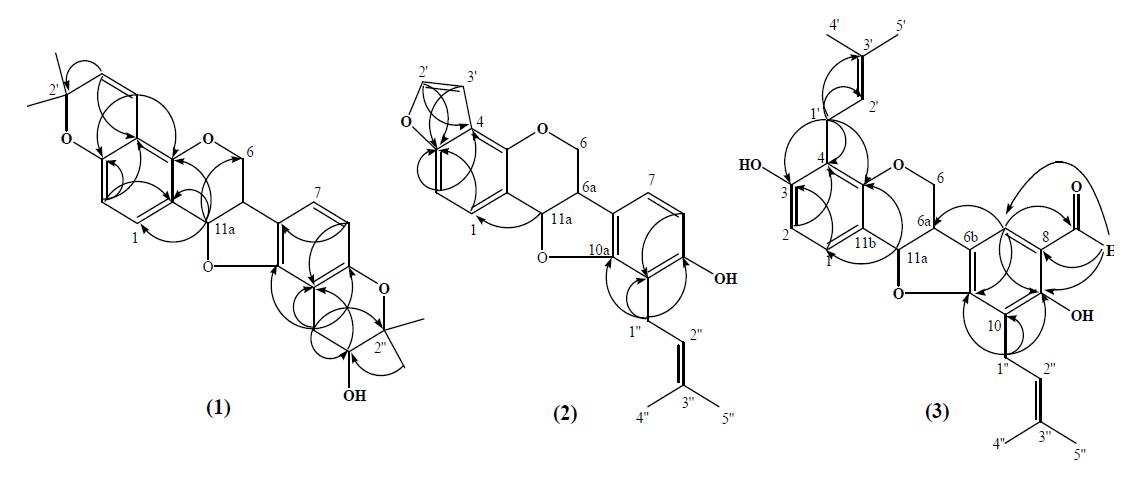 HMBC correlations of new compounds 1 – 3 isolated from Erythrina lysistemon