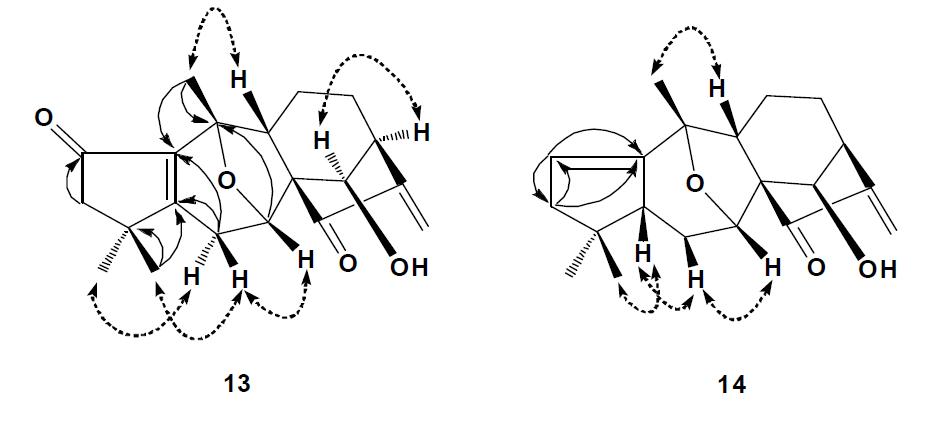 Key HMBC (H → C) and selected NOESY (H ↔ H) correlations for compounds 13 and 14.