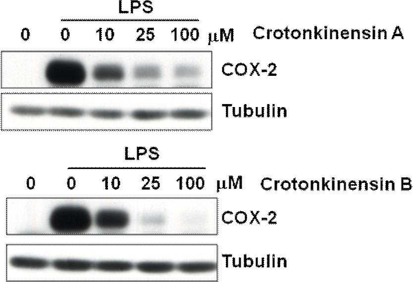 Western blot analysis for measuring of COX-2 expression after exposing Raw 264.7 cells to compounds 13 and 14.