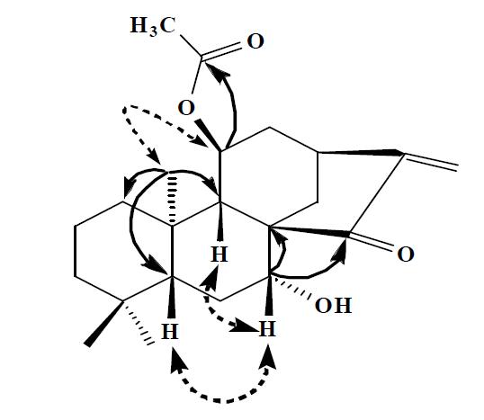 Key HMBC (H → C) and selected NOESY (H ↔ H) correlations of the new compound 15.