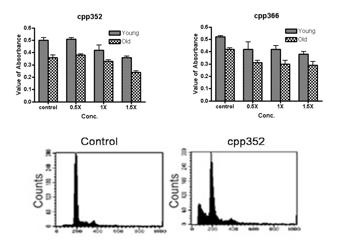 Apoptosis induced by SIRT activator (1.5X) in senescent fibroblast