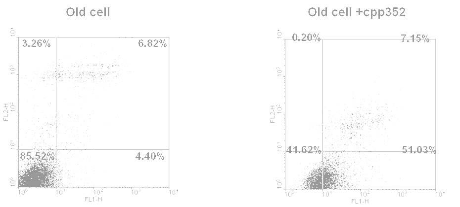 노화세포에 SIRT 활성화 물질을 처리 후 FACS analysis