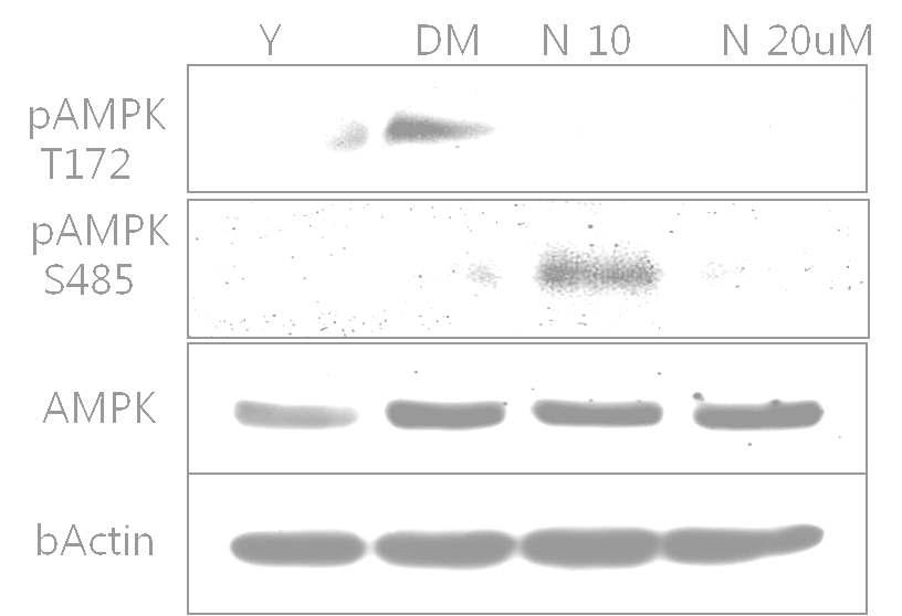 AMPK 활성화 물질을 처리 후 AMPK인산화를 확인