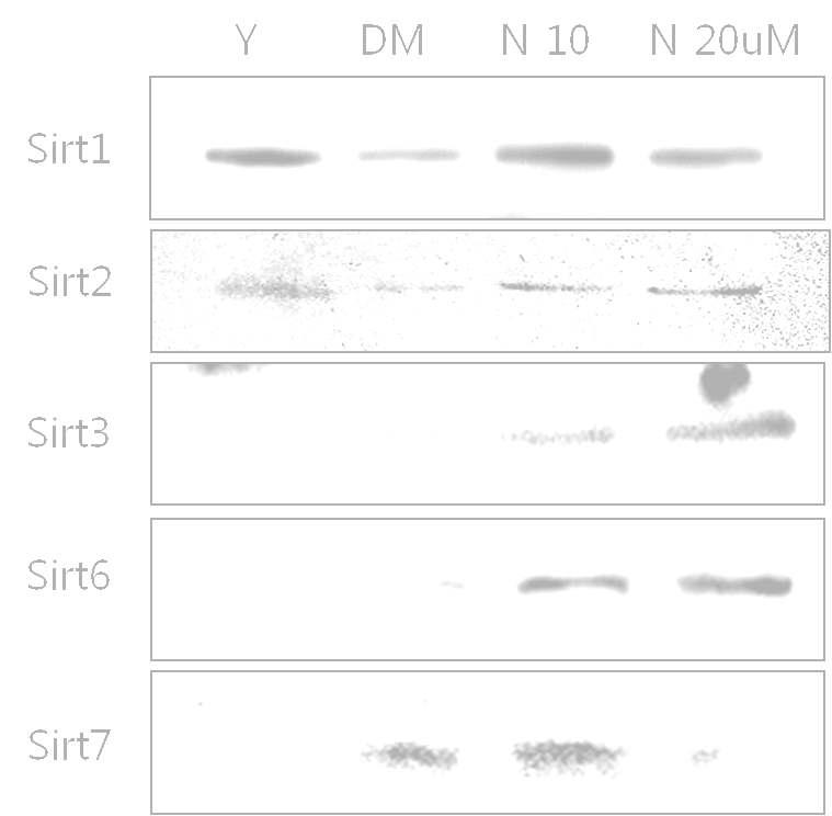 AMPK 활성화 물질을 처리 후 SIRT isoform 발현변화 확인