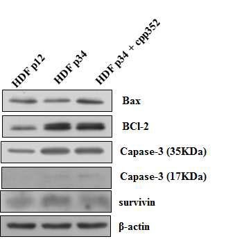 CPP352 induces apoptosis in senescent HDF cells.