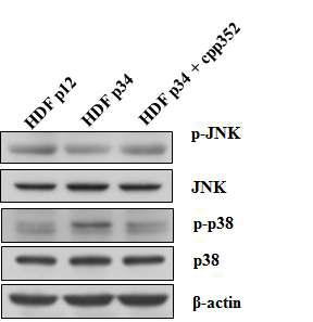 Effects of cpp352 on the MAPK pathways.