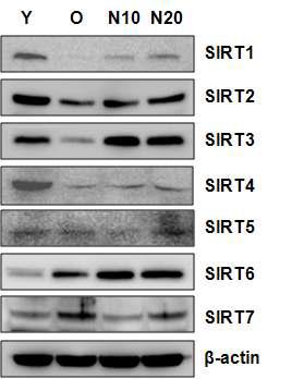 AMPK 활성화 물질을 처리 후 SIRT isoform 발현변화 확인