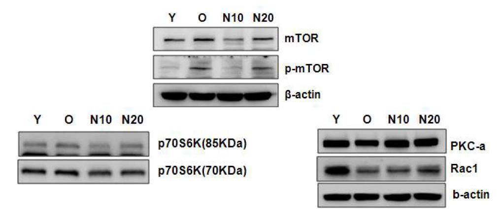 AMPK 활성화 물질처리와 mTOR signal과의 관계 확인