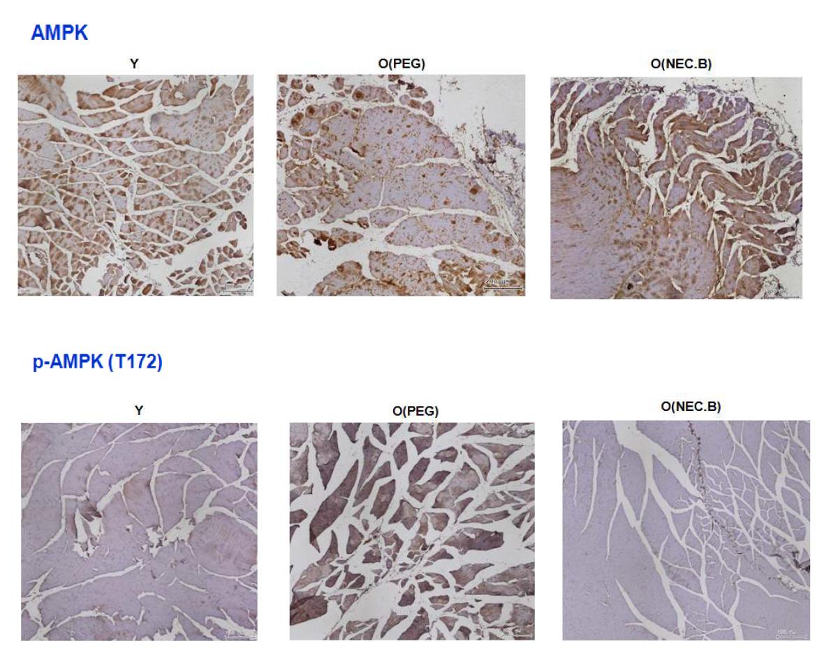 AMPK 활성화 물질을 경구투여 한 후 마우스 skeletal muscle에서 T172 AMPK의 활성 정도 확인