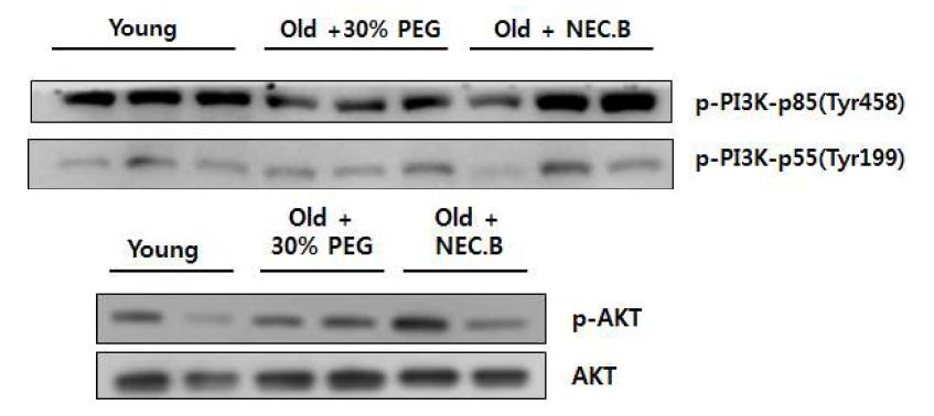노화 동물에 AMPK 활성화 물질을 처리 후 근육에서 PI3K 및 pAKT 발현변화 확인