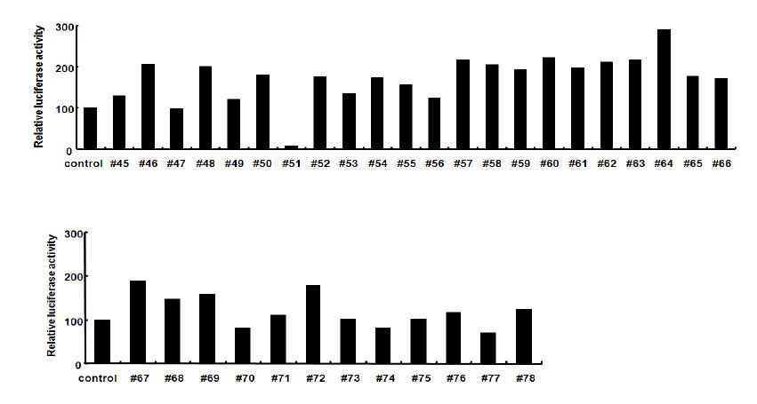 천연물 추출물 3종류가 섞인 45번에서 78번까지의 시료를 이용하여 NF-κB활성을 측정결과