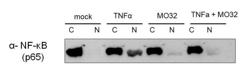 TNFalpha 처리에 의해서 핵으로 이동되는 p65 단백질이 MO32의 처리에 의해서 핵으로의 이동