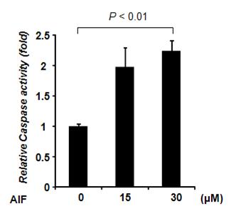 Capase3/7 의 활성도가 AIF 농도에 의존적으로 증가하는 형태를 보임.