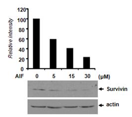 NCI-H2108 세포에 AIF를 24시간동안 처리한 후 survivin의 발현정도를 비교함. AIF 농도에 의존적으로 survivin의 발현정도가 낮아짐. 그래프는 survivin의 발현수준을 actin의 발현수준으로 보정하여 나타낸 것임