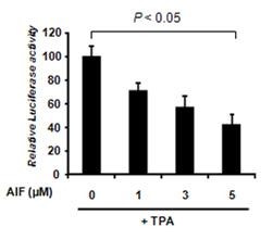 AIF 처리 농도에 따른 콜라겐분해효소 프로모터를 지닌 reporter 유전자의 발현정도변화. 이 역시 AIF 농도에 의존적으로 발현이 낮아짐.