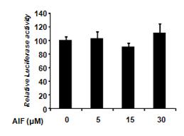AIF 농도에 따른 RL-Luc의 발현정도. RL-Luc의 양은 AIF 처리 농도에 상관없이 거의 일정하게 유지됨.