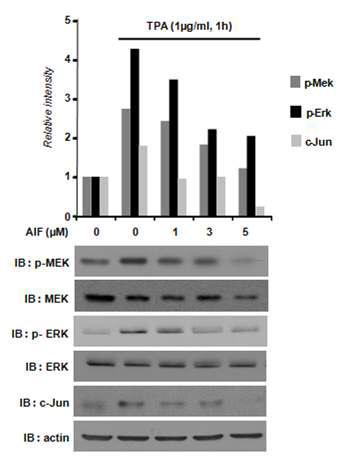 AIF 처리에 따른 MEK, ERK와 인산화 된 MEK(p-MEK), ERK(p-ERK)의 발현량, 그리고 c-JUN의 발현량을 Western blot상에서 확인. 위 그래프는 전체 MEK의 양에 대한 인산화된 MEK의 양, 전체 ERK의 양에 대한 인산화 된 ERK의 양, actin 양에 대한 c-JUN의 양을 상대적인 비율로 나타낸 것임.