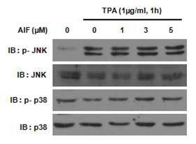 AIF는 JNK와 p38의 인산화 정도에 영향을 미치지 못함. 이로서 AIF는 ERK/MAPK 경로를 제외한 다른 MAPK 경로에는 효과를 가지 못함을 알 수 있었음