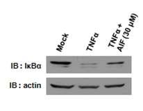 대조군과 비교해 보았을 때, TNFα 단독으로 처리한 것에서는 IκBα의 발현수준이 현저하게 떨어짐. 그러나 AIF와 함께 처리하였을 때, 그 발현정도가 다시 회복되는 것을 확인 할 수 있음