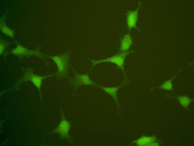 GFP-LC3를 발현하는 HEK293세포주의 제작. HEK293 세포를 이용해서 자식작용을 쉽게 확인할 수 있는 시스템 제작