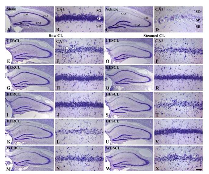 CV staining in the sham (A and B), vehicle- (C and D) and ECLs-ischemia (E-X) groups at 4 days post-ischemia. In the EERCL- and EESCL-ischemia groups, many CV+ neurons are detected.