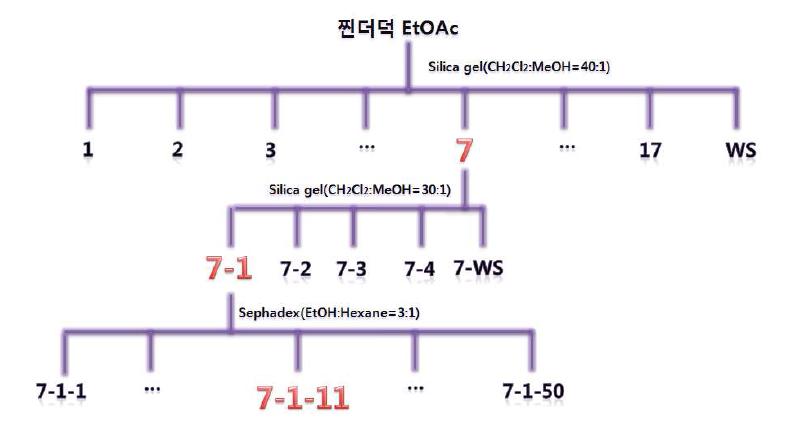 찐더덕 EtOAc의 분리 과정