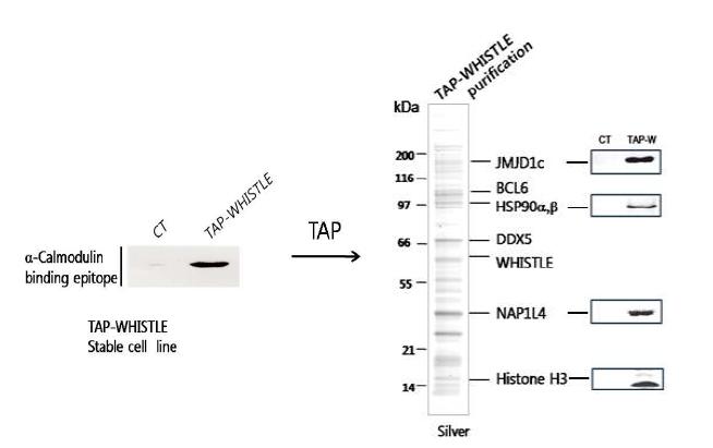 Certification of TAP-WHISTLE stably expressing cell lines by α-calmodulin antibody and purification of WHISTLE complex.