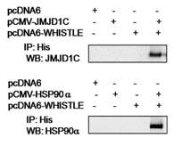 Verification of JMJD1C and HSP90α interaction with WHISTLE by co-immunoprecipitation