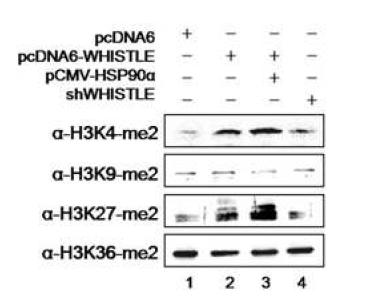 In vivo HMTase assay with WHISTLE and HSP90α co-transfection.