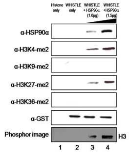 In vitro HMTase assay with increasing amount of HSP90α proteins.