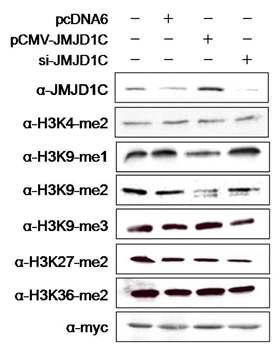 In vivo Histone H3K9 specific demethylase activity of JMJD1C.