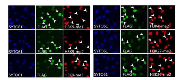 Immunostained with antibodies against specific JMJD1C and histone H3 lysine residues.