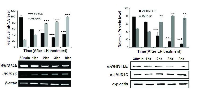 Expression pattern of WHISTLE and JMJD1C in different time points after LH.