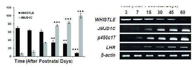 The expression levels of WHISTLE, JMJD1C, p450c17, and LHR inindicated postnatal mouse testes are detected via RT-PCR.