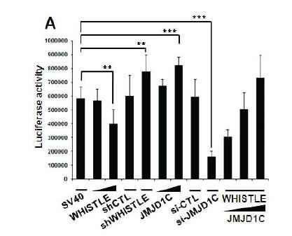 WHISTLE and JMJD1C exert different effects on transcriptional activity.