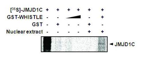 In vitro translated JMJD1C proteins were permitted to interact with GST-WHISTLE.