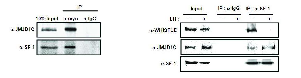 In vivo interaction analysis between WHISTLE and JMJD1C and SF-1 via co-IP.