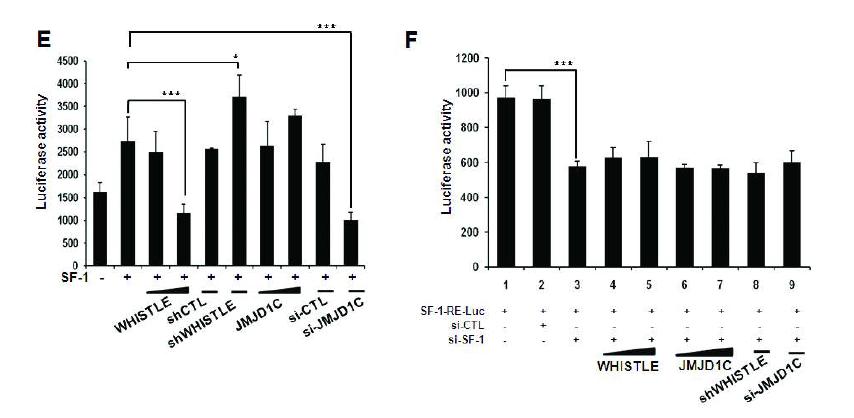 WHISTLE and JMJD1C exert different effects on transcriptional activity of SF-1.