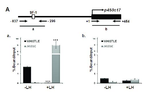 ChIP analyses of the p450c17 with or without LH-treated TM3 cells.