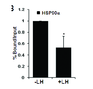 ChIP analyses of the p450c17with or without LH-treated TM3 cells were conducted using a-HSP90a.