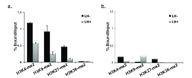 ChIP assay and real-time PCR for the methylation status.