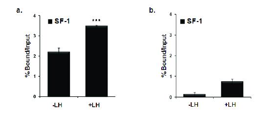 Real-time PCR analysis following ChIP assays for SF-1 recruitment in p450c17 promoter.